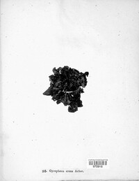 Umbilicaria torrefacta image